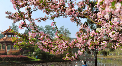 四川大学医学院